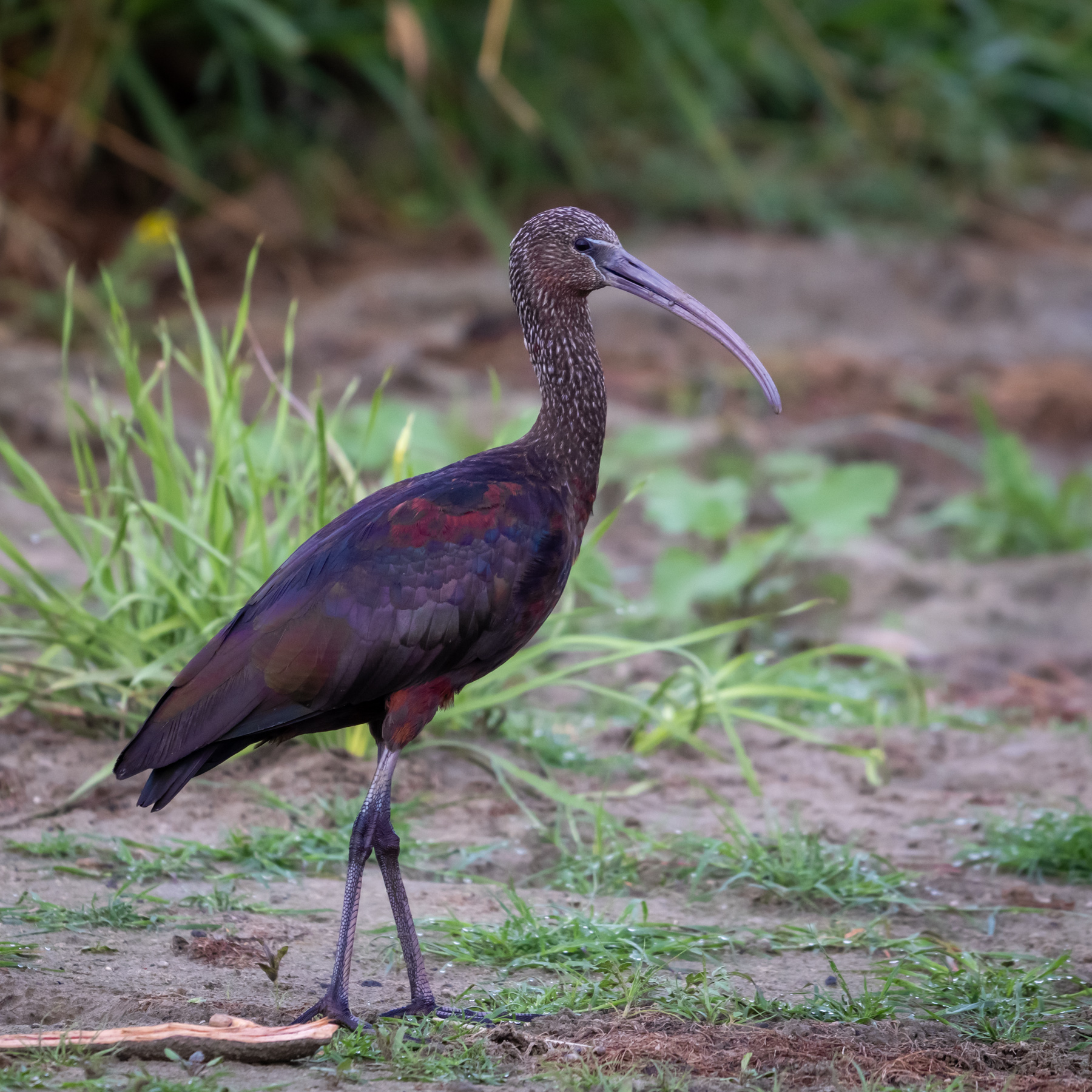 Păsăre ibis maro în habitat natural verde