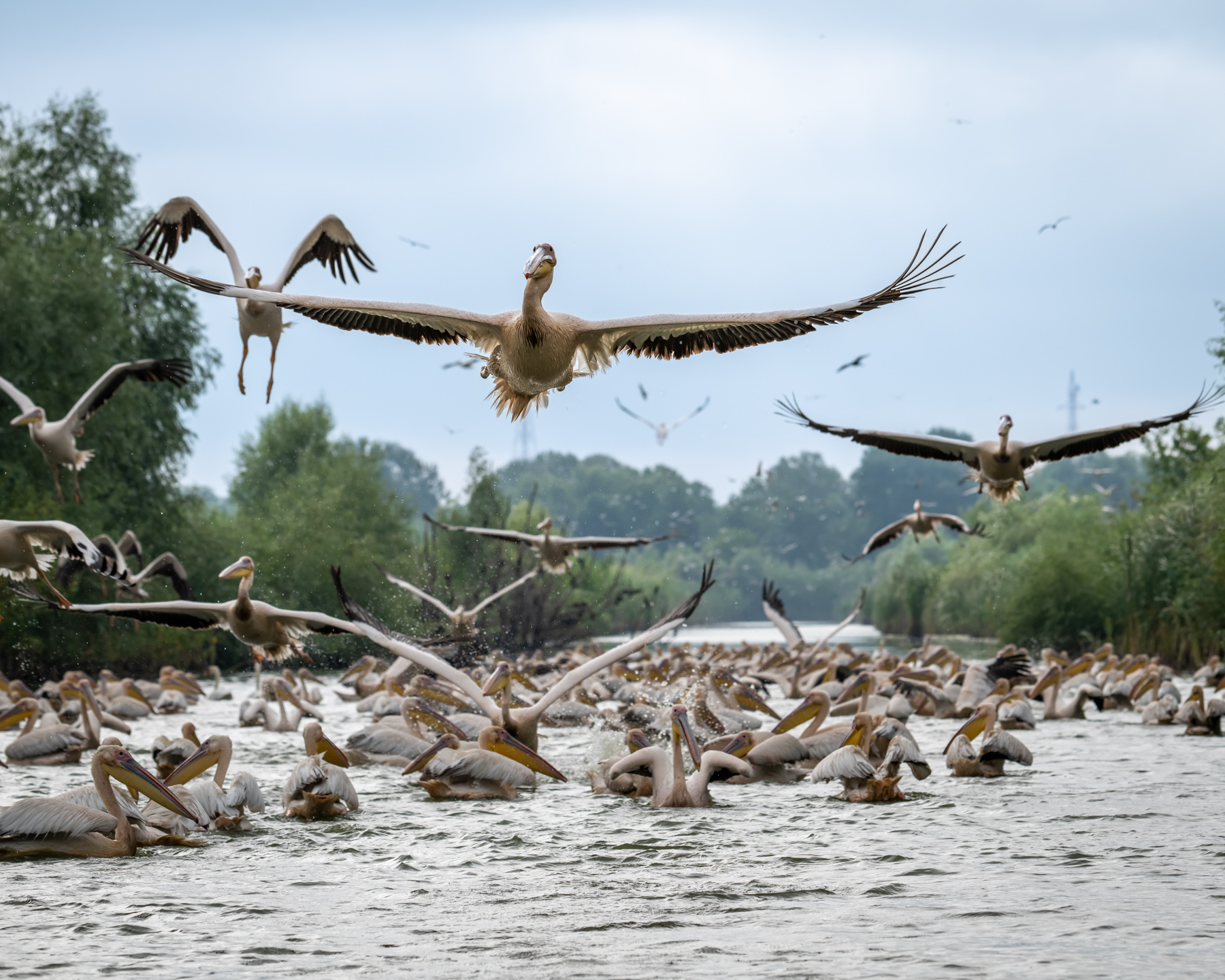 delta dunarii 28 Pelicani zburând în Delta Dunării, România