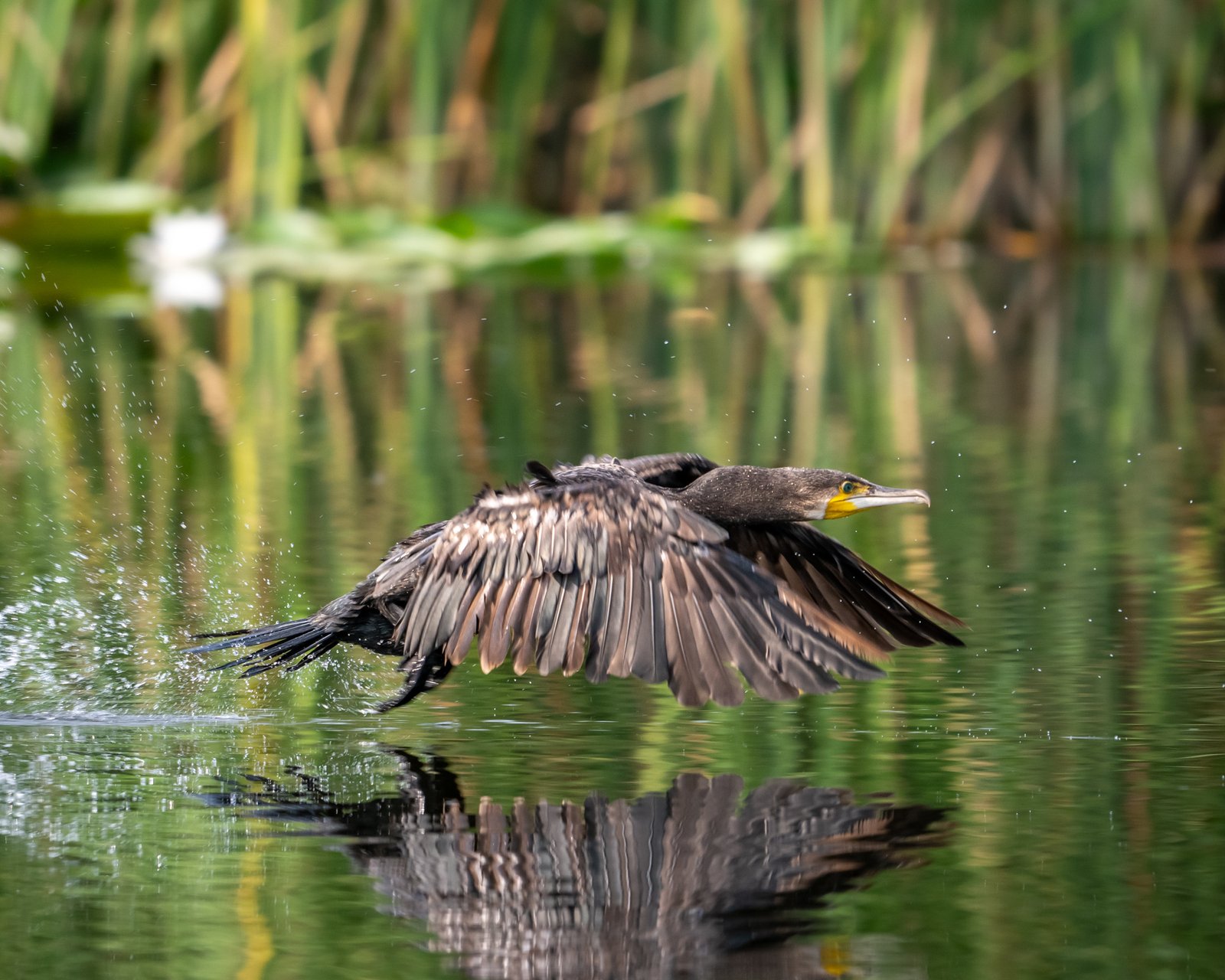 delta dunarii 30 2 Cormoran zburând jos deasupra apei
