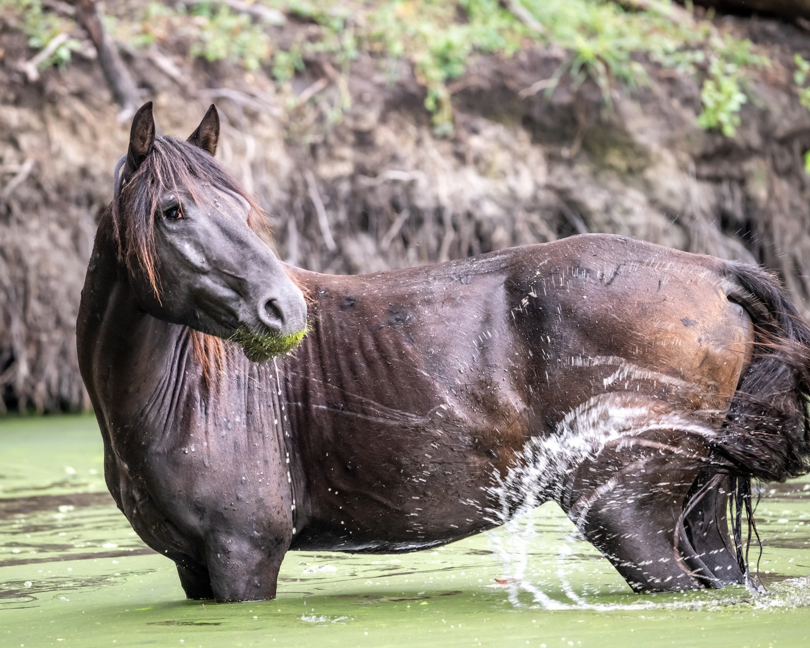 delta dunarii 6 Cal negru pe malul unui râu.