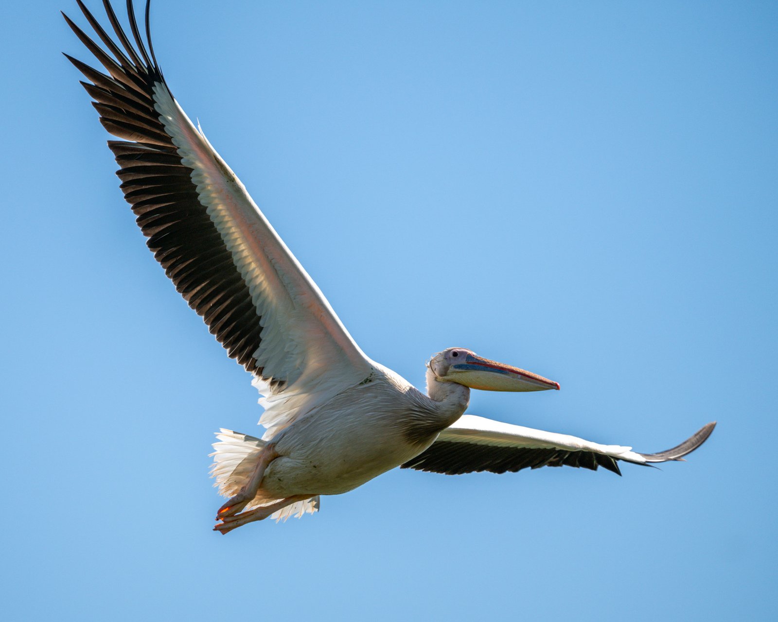 poza delta dunarii 10 Pelicani în zbor liber pe cer albastru