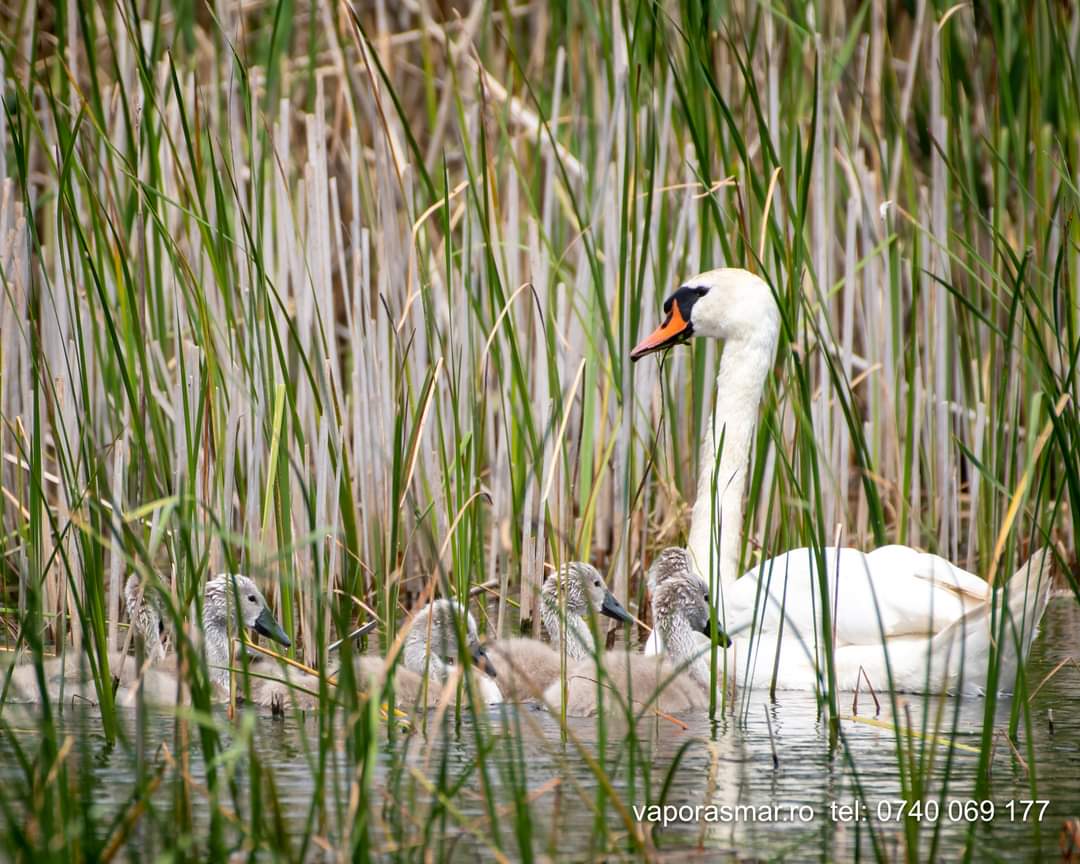 mila23 vaporas mar 2