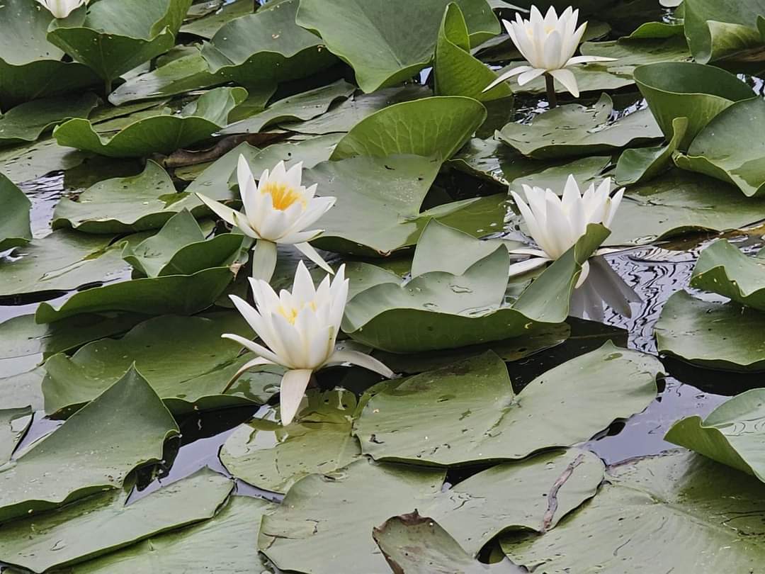 mila23 vaporas mar 7